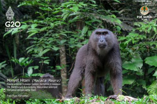macaca-maura